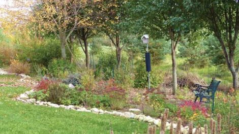 Perennial Plants For Backyard Birds